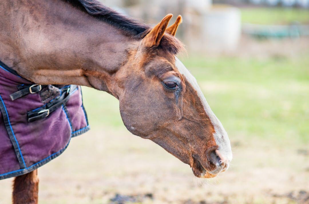 horse diseases