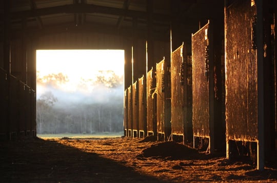 horse stall flooring options