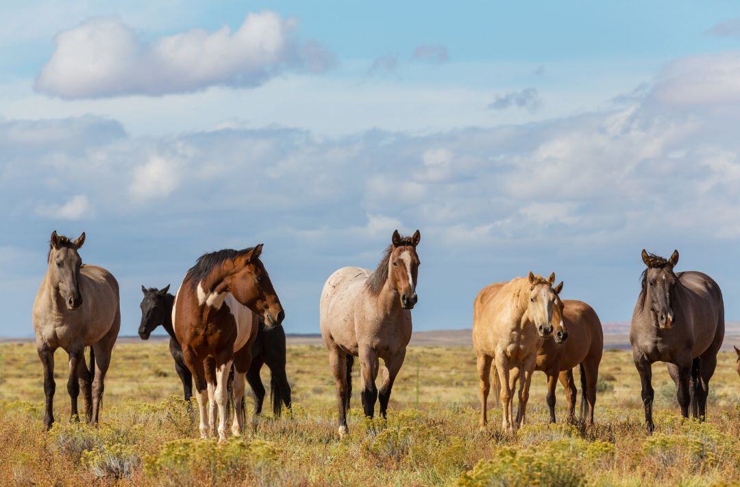 most common horse breeds