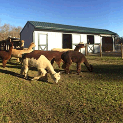 Alpaca barns for sale